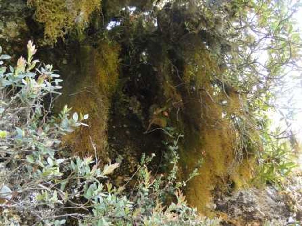dendropogonella-en-cerro-cortesia-del-dr-claudio-delgadillo-moya