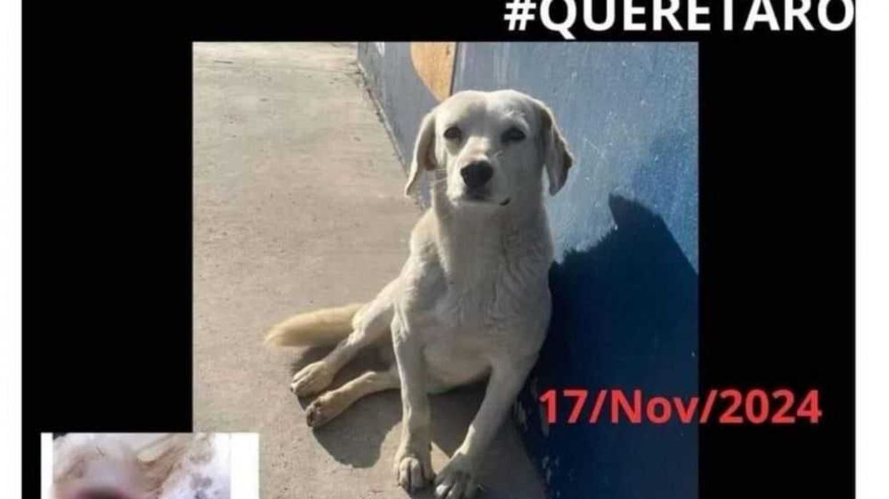 Denuncian abuso sexual a "copito" un perro de San Pedro Huimilpan.