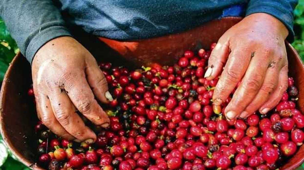 denuncian-en-berlin-situacion-de-cafetaleros-en-el-mundo-en-desarrollo