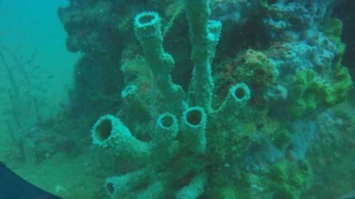 descubren-cinco-arrecifes-en-mas-de-mil-hectareas-del-golfo-de-mexico