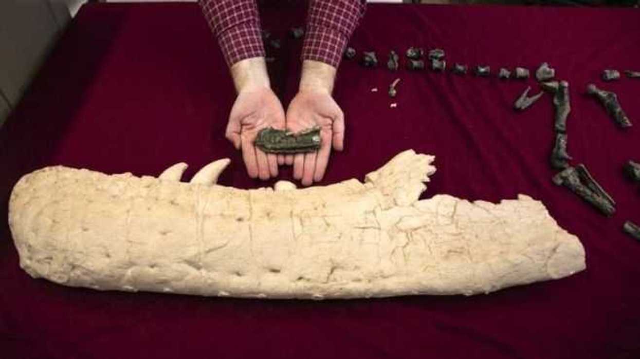 descubren-diminuto-dinosaurio-pariente-del-tyranosaurio-rex-1