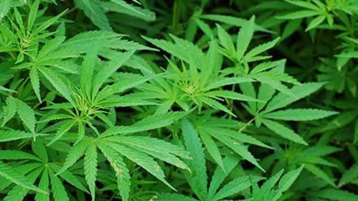 descubren-extenso-plantio-de-marihuana-en-texas