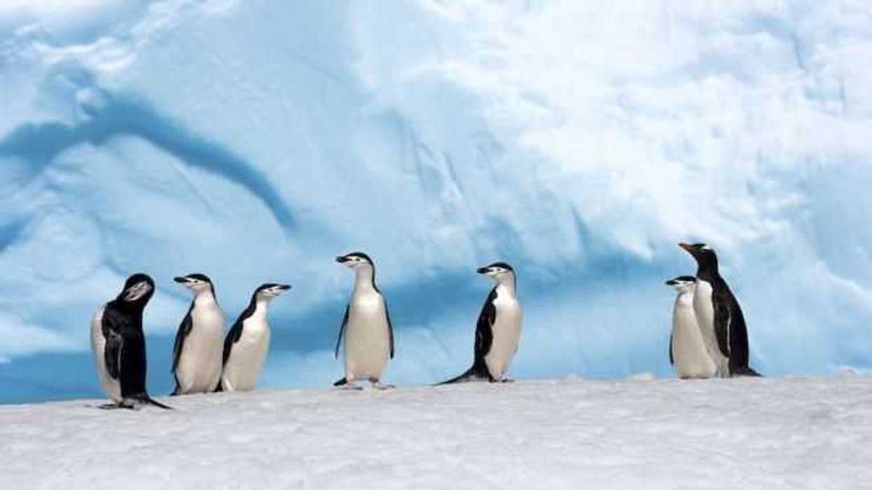 desechos-de-pinguinos-y-focas-contribuyen-a-biodiversidad-en-antartida.jpg