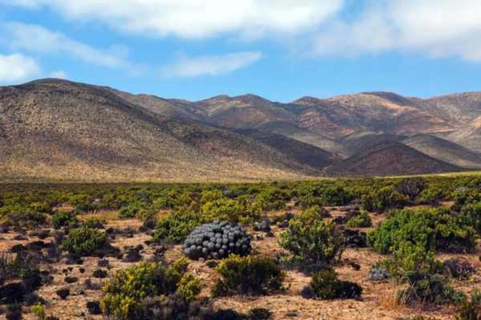 desierto florido espectaculo del sur del mundo 1