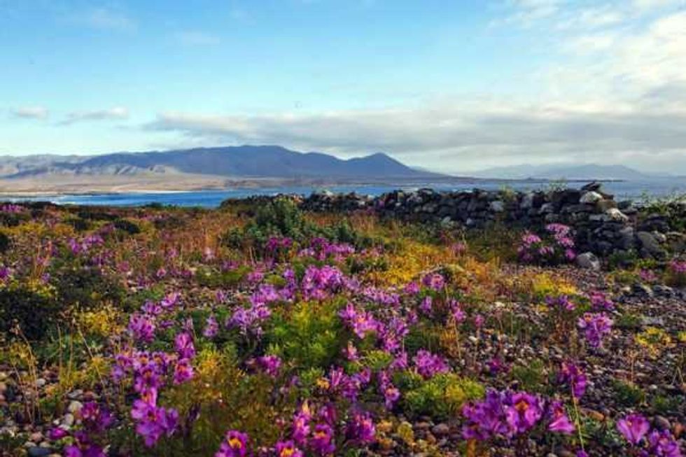 desierto florido espectaculo del sur del mundo 2