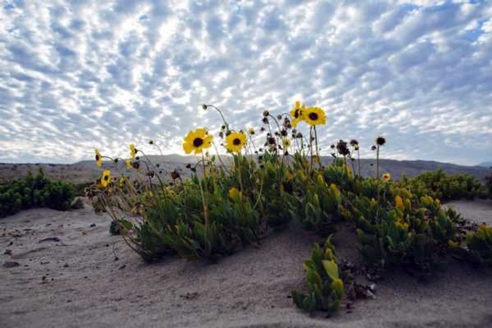 desierto florido espectaculo del sur del mundo 5