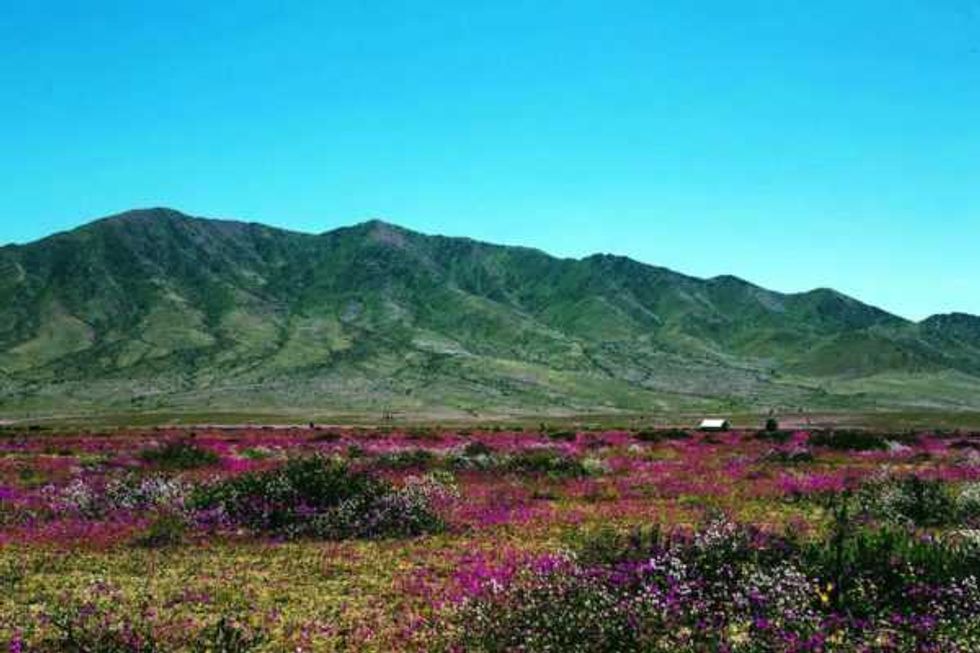 desierto florido espectaculo del sur del mundo 7
