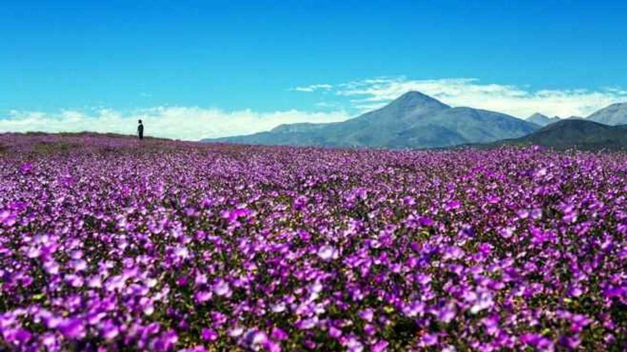 desierto-florido-espectaculo-del-sur-del-mundo