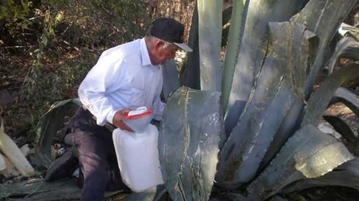 destacan-atributos-de-miel-de-pulque.jpg