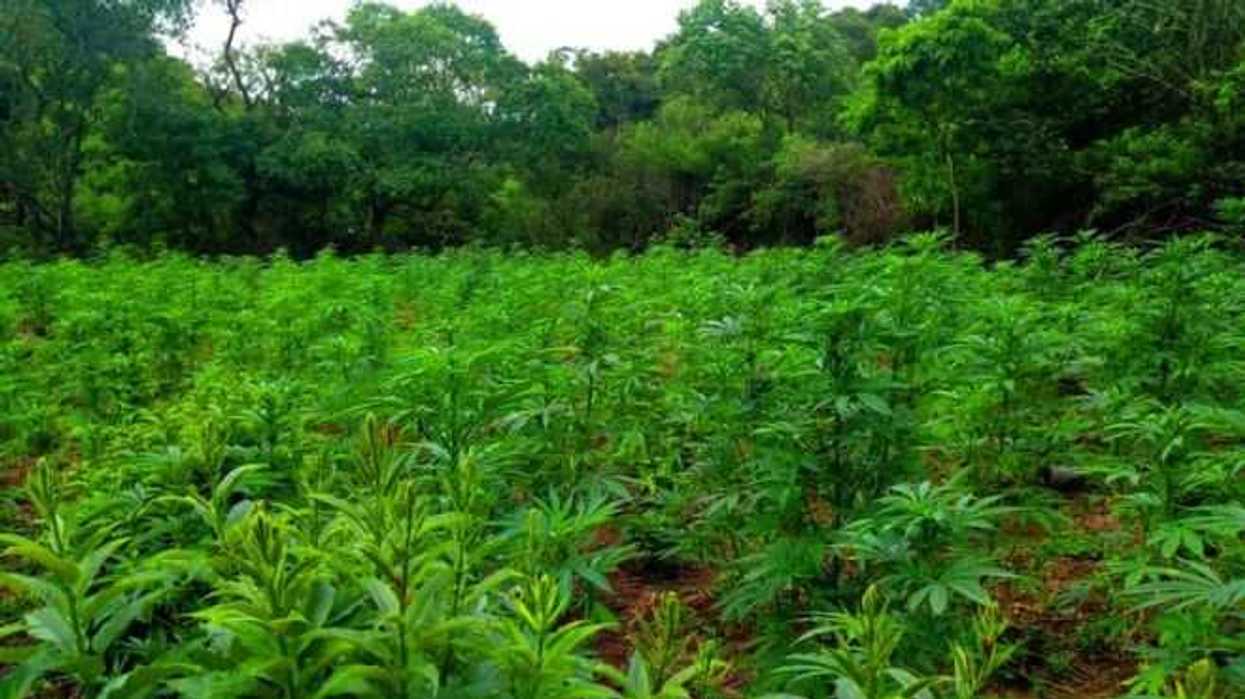 destruyen-mas-de-13-mil-plantas-de-marihuana-en-jalisco