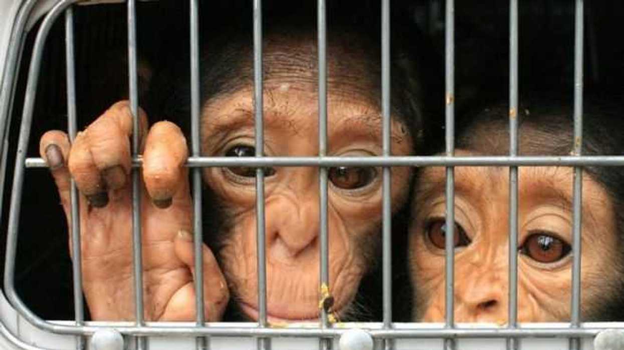 detener-trafico-ilegal-animales