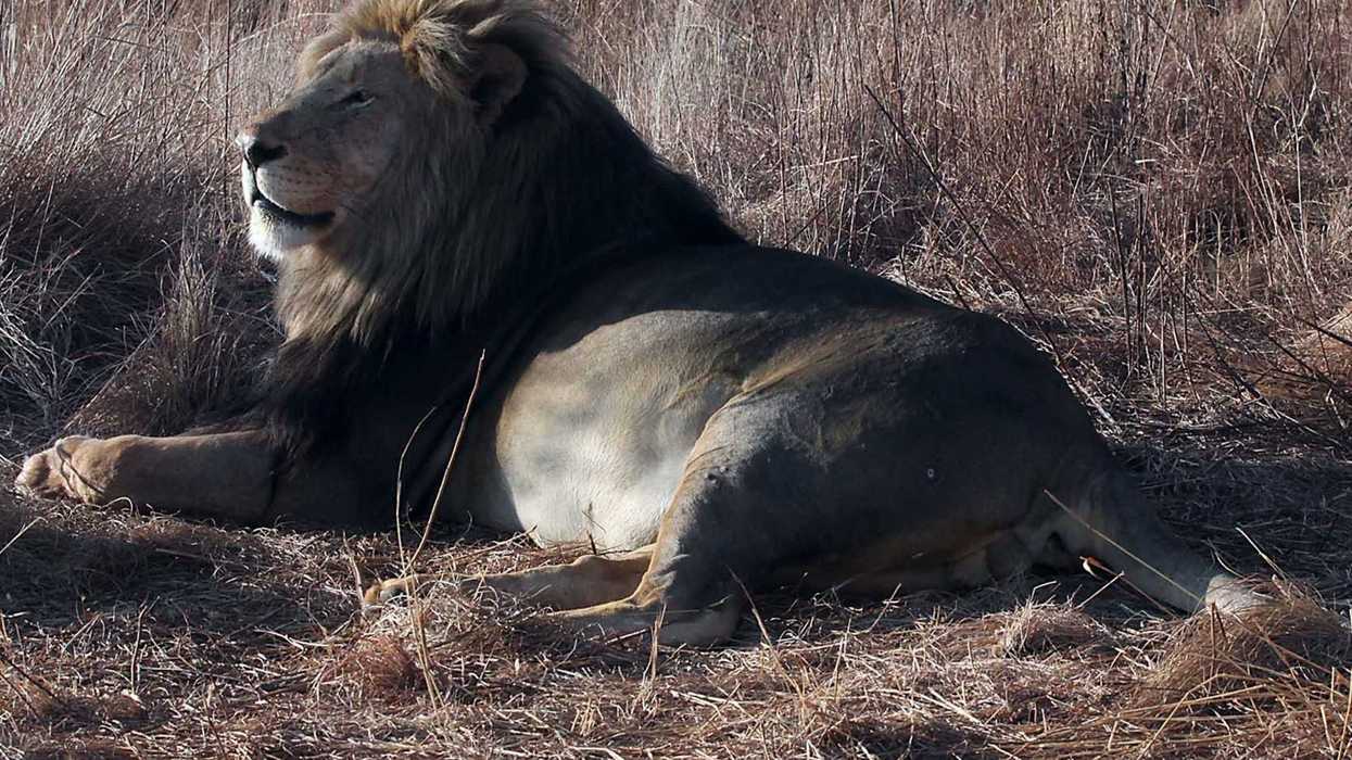 Día Internacional del León con exhorto a frenar su caza. FOTO/NOTIMEX