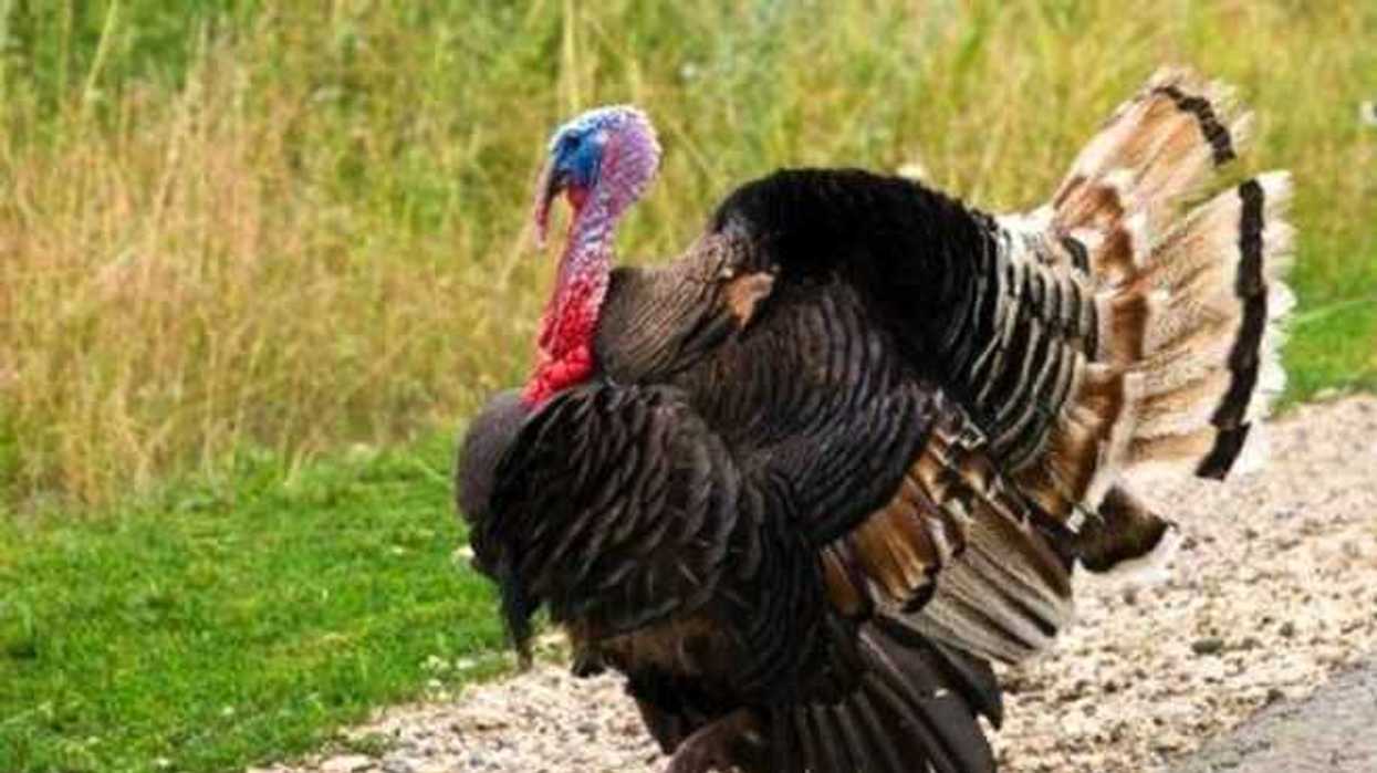 Dichos y refranes con nahuatlismos