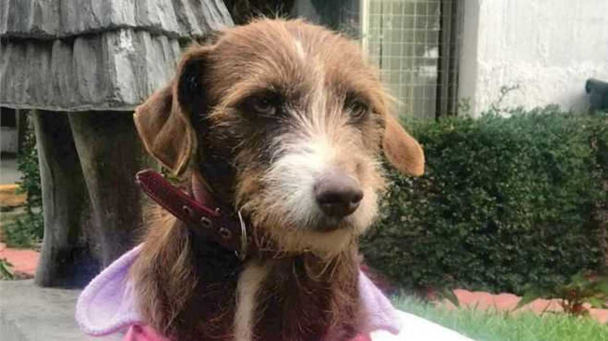 DIF Zapopan incorpora consulta veterinaria en módulo de salud