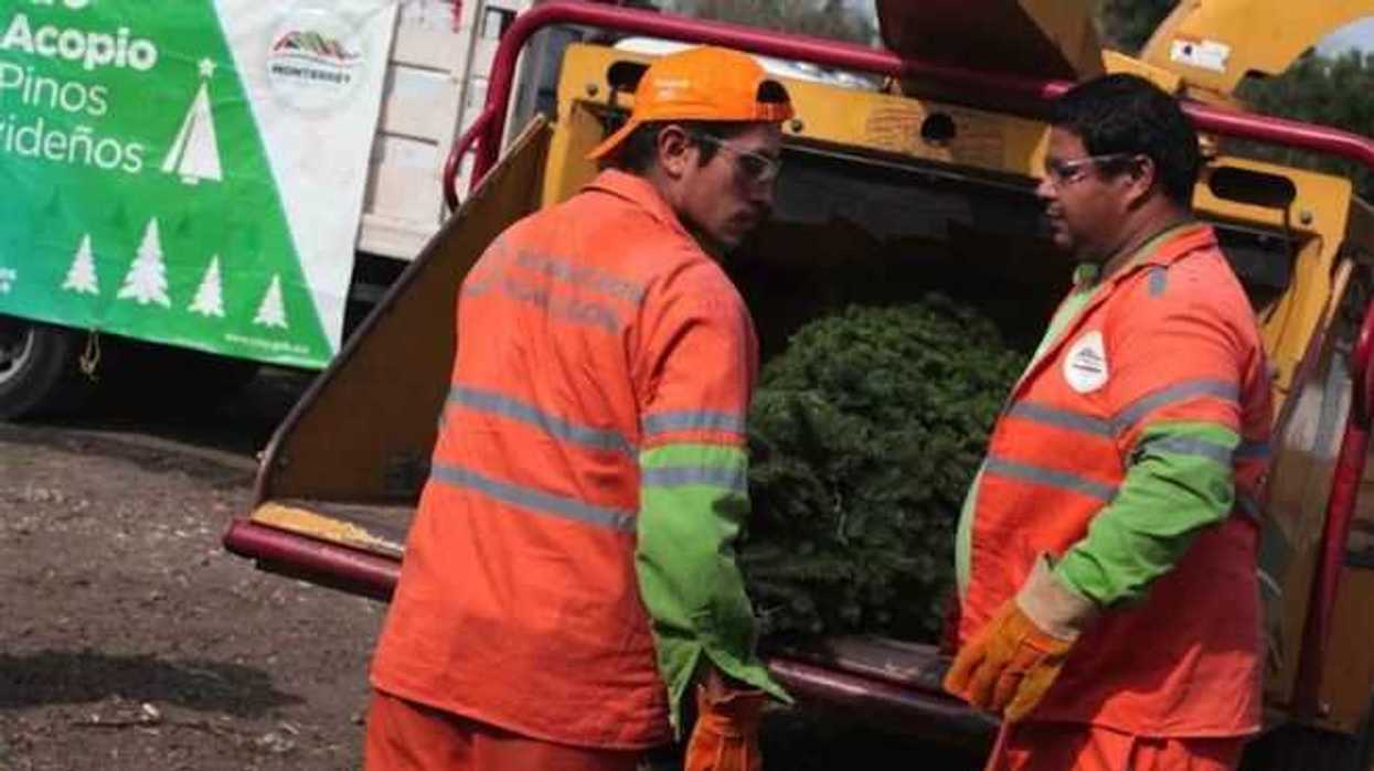 disponen-monterrey-centros-acopio-pinos-navidenos