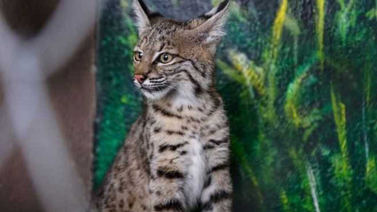 donan-pareja-de-linces-a-zoologico-de-nuevo-laredo.jpg