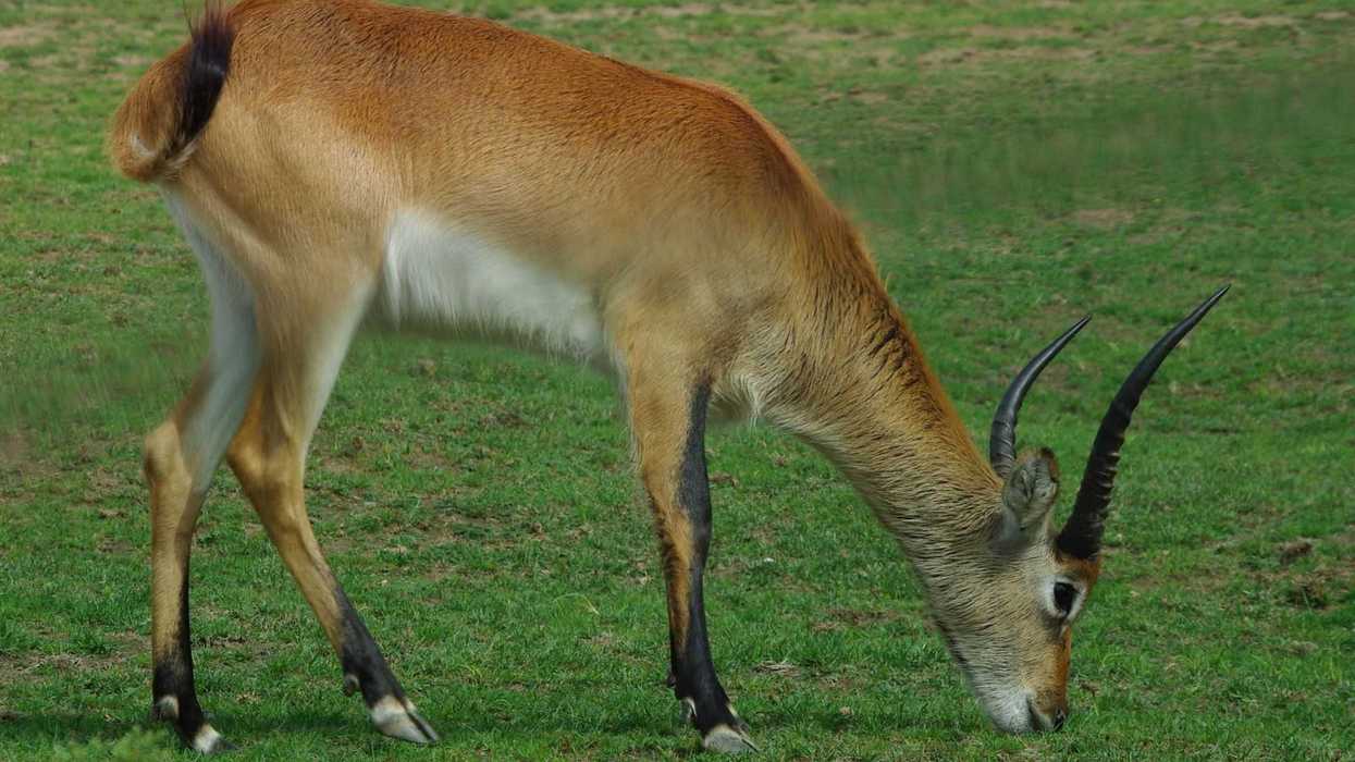 Dos antílopes, nuevos habitantes del zoológico de Morelia.