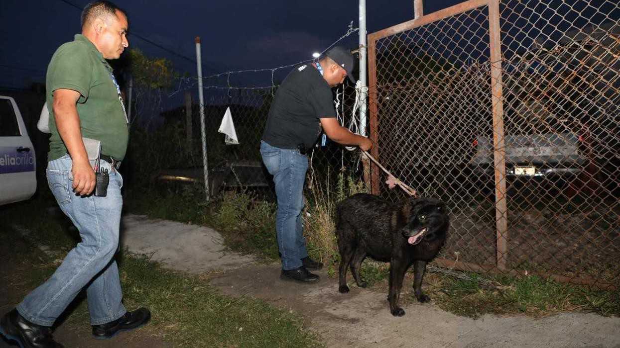 Dos hombres junto a un perro negro frente a una reja de malla durante un cateo en la colonia Reforma de Morelia