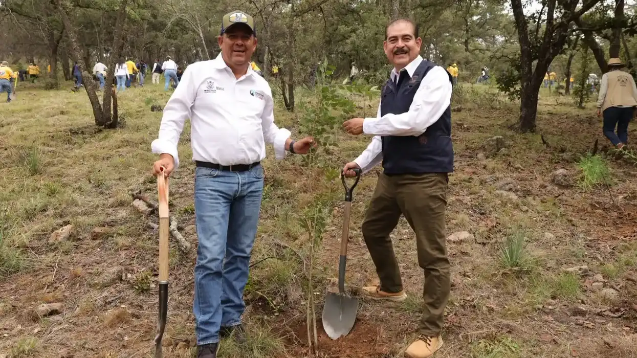 Dos hombres plantan un árbol con palas en el bosque del Parque Natural La Beata, en Amealco de Bonfil, durante la jornada de reforestación de julio de 2026.