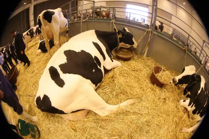 Ejemplares de ganado Holstein descansan en el \u00e1rea de exhibici\u00f3n del foro nacional realizado en Quer\u00e9taro.