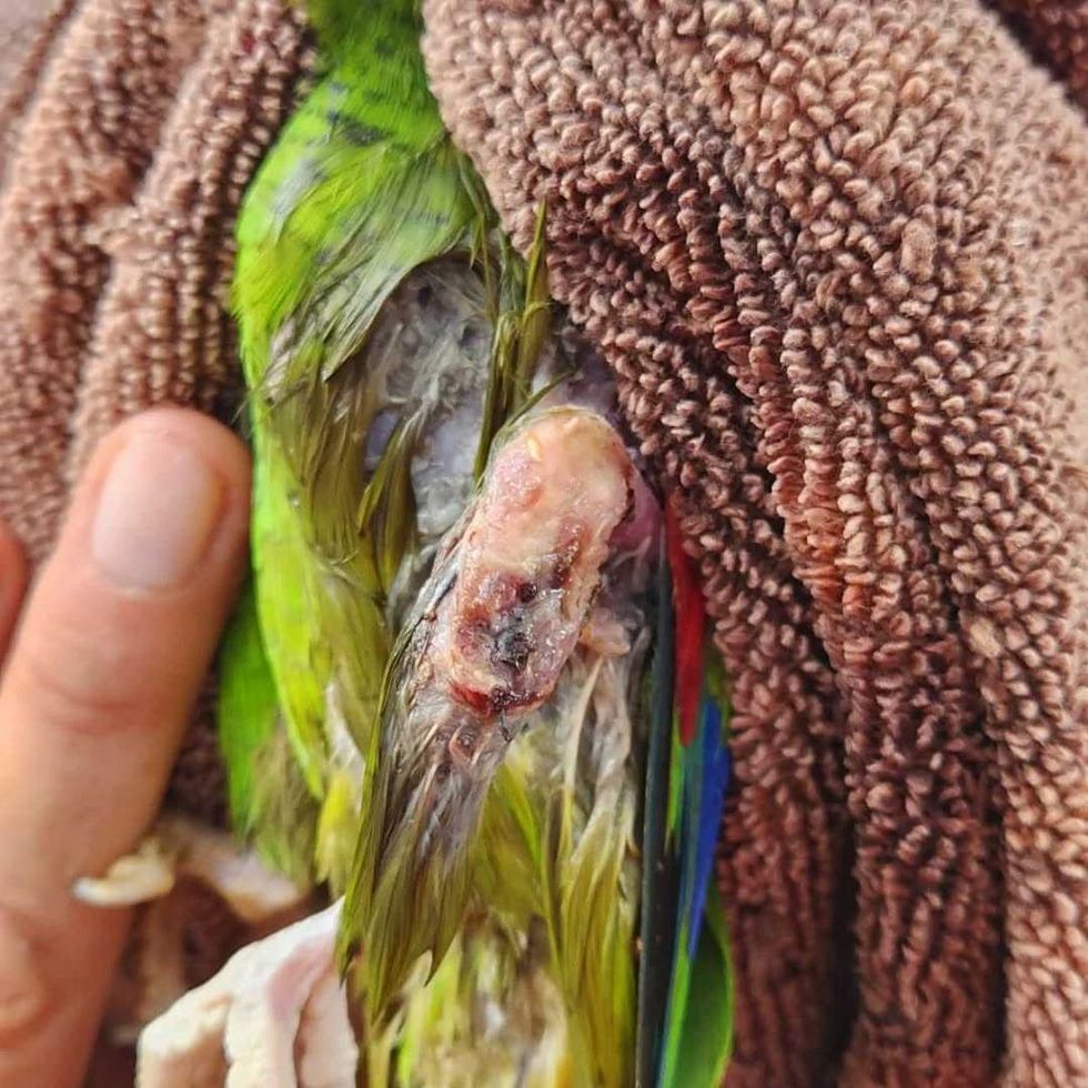 Ejemplares de loros protegidos. Proyecto Santa Mar\u00eda report\u00f3 dos muertes por maltrato durante Nochebuena y Navidad en M\u00e9rida.