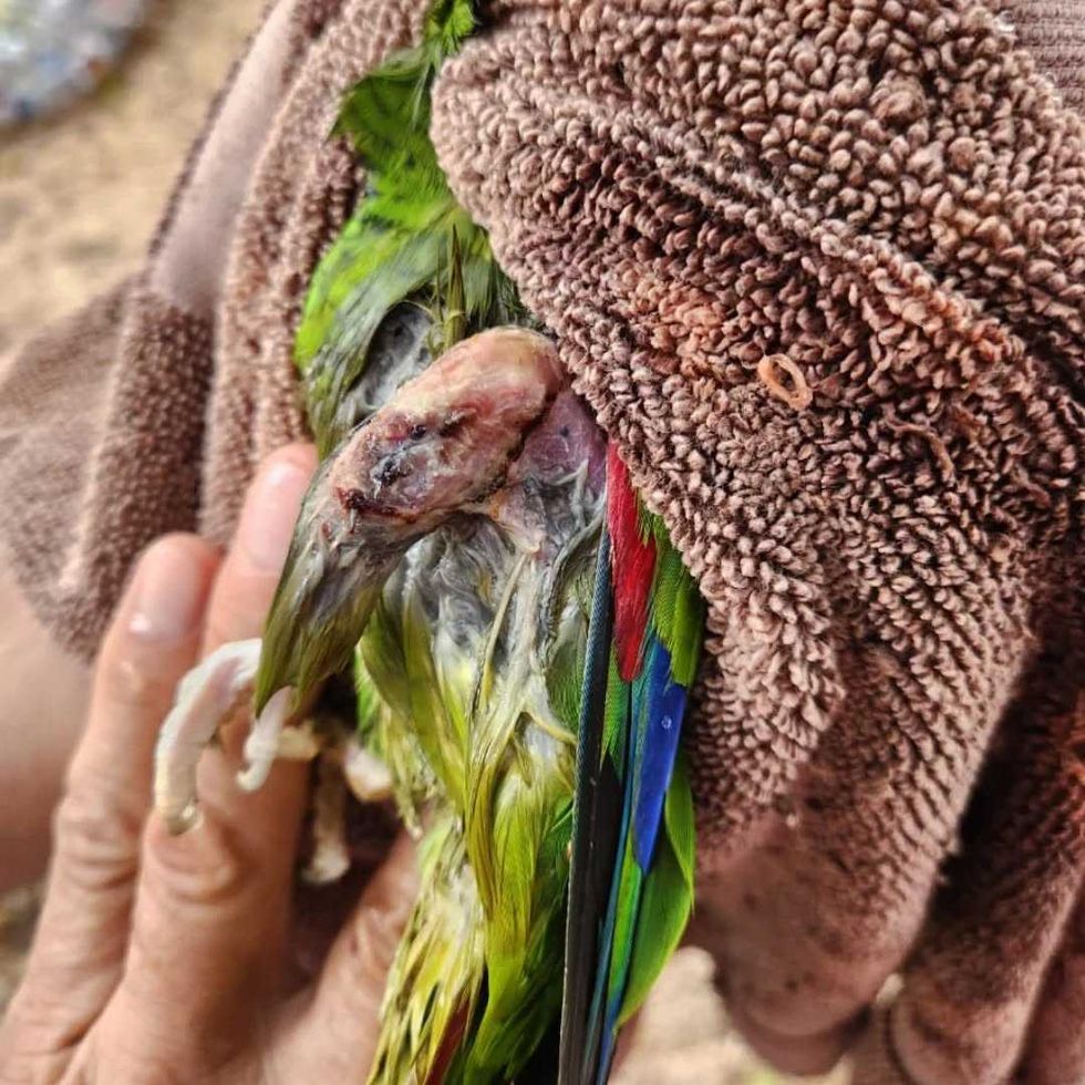 Ejemplares de loros protegidos. Proyecto Santa Mar\u00eda report\u00f3 dos muertes por maltrato durante Nochebuena y Navidad en M\u00e9rida.