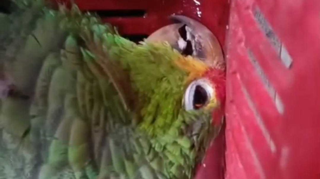 Ejemplares de loros protegidos. Proyecto Santa María reportó dos muertes por maltrato durante Nochebuena y Navidad en Mérida.