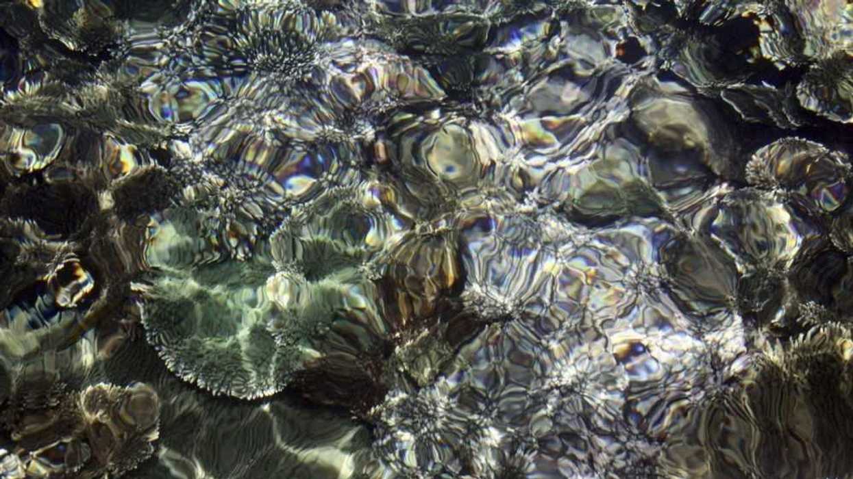 El 70 % de los arrecifes de coral en Florida, que forman la tercera barrera coralina más grande del mundo, se están erosionando. EFE/M.A. Pushpa Kumara.