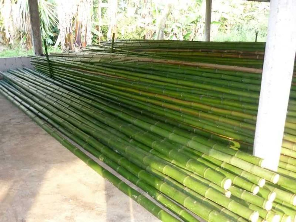 el bambu una alternativa sostenible para reducir el dano forestal
