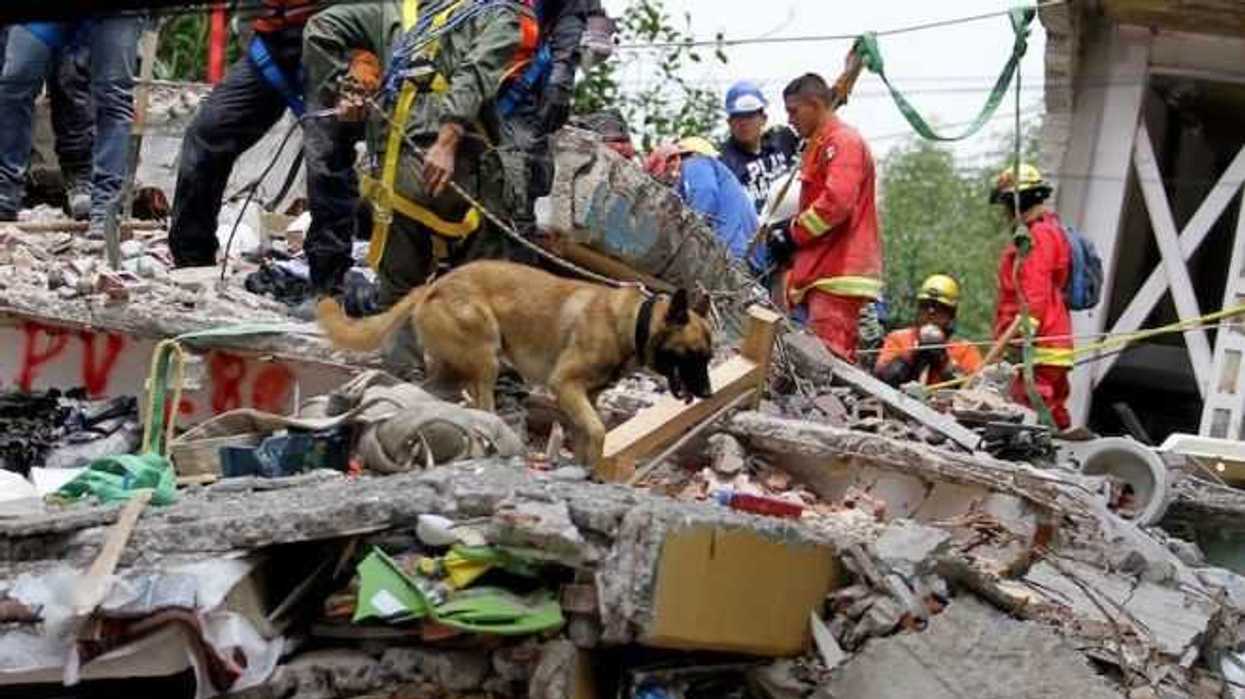 El binomio formado por hombre y perro rescatista sigue trabajand