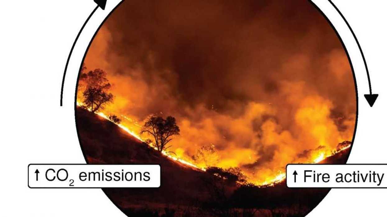 El bucle de retroalimentación incendios forestales-cambio climático. Chris Wolf, William Ripple Fotografía de fondo de Peter Buschmann . EFE.