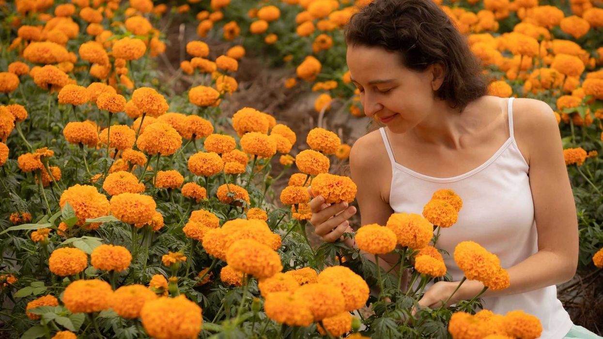 El cempasúchil: La flor que guía a los muertos en su regreso.