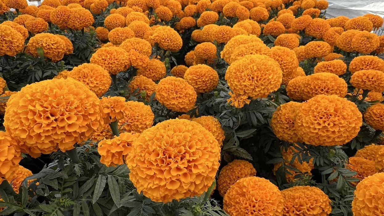 El Cempasúchil: Radiante Belleza.