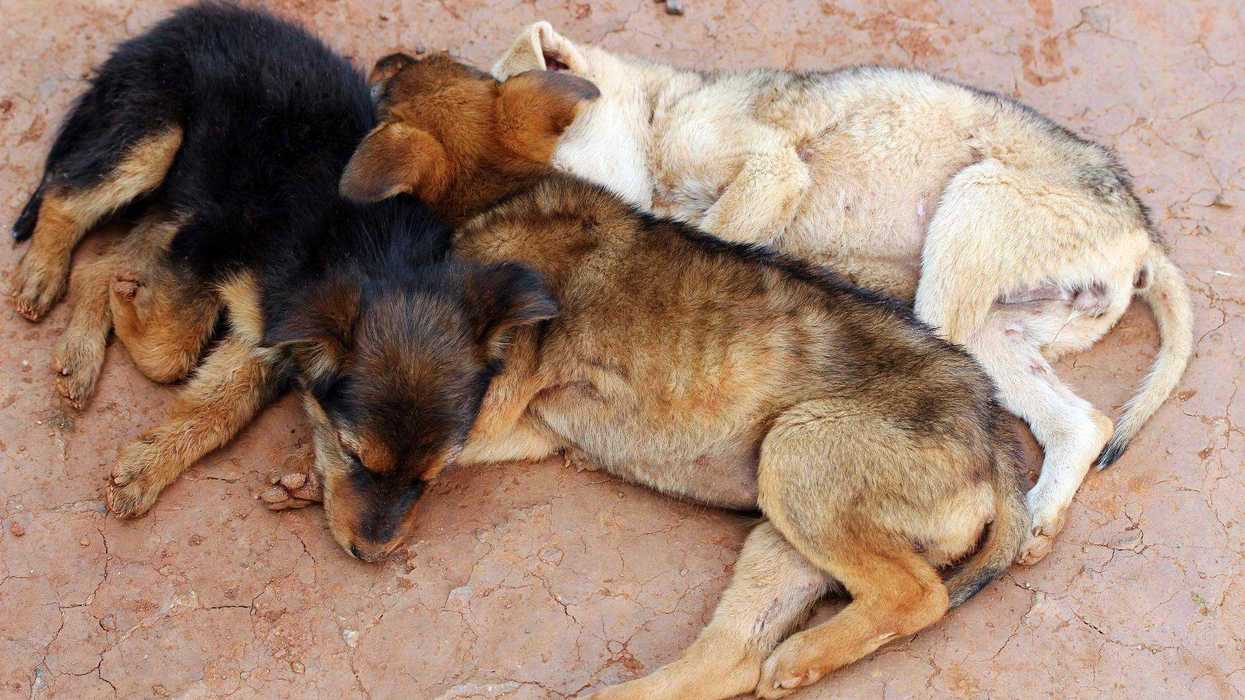 El municipio de Querétaro ha aplicado sanciones administrativas y turnado carpetas de investigación a fiscalía por casos de maltrato animal en 2025.