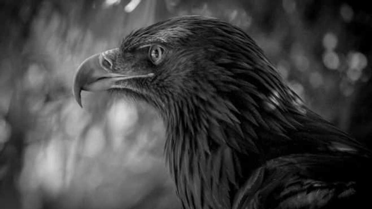 El Nido es uno de los aviarios más grandes de AL