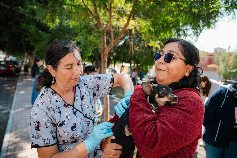 El programa de esterilizaciones gratuitas opera diariamente en las siete delegaciones del municipio de Querétaro desde enero de 2025. Foto: Ilustrativa/ Municipio de Querétaro.