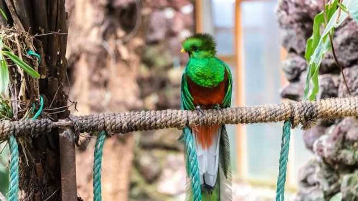 el-quetzal-es-orgullo-de-el-nido-uno-de-los-aviarios-mas-grandes-de-al