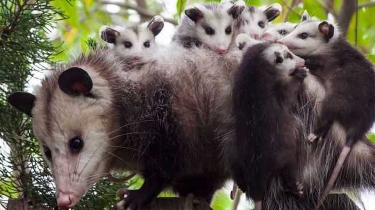 el-tlacuache-el-prometeo-prehispanico-que-prevalece-hasta-nuestros-tiempos