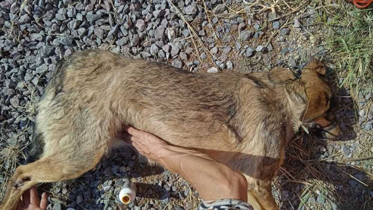 Elementos presuntamente de la Policía Estatal que tripulaban una patrulla, atropellaron a una perrita en la zona oriente y huyeron.