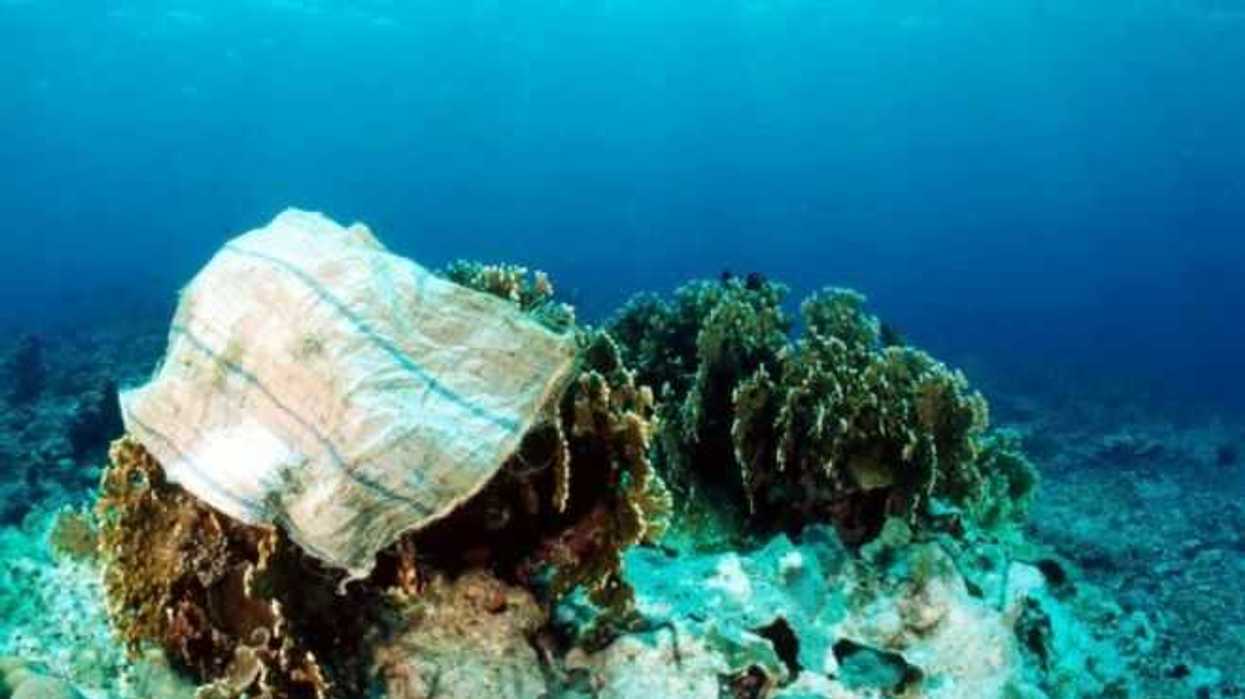 emprende-china-estudio-multidisciplinario-oceano-saludable