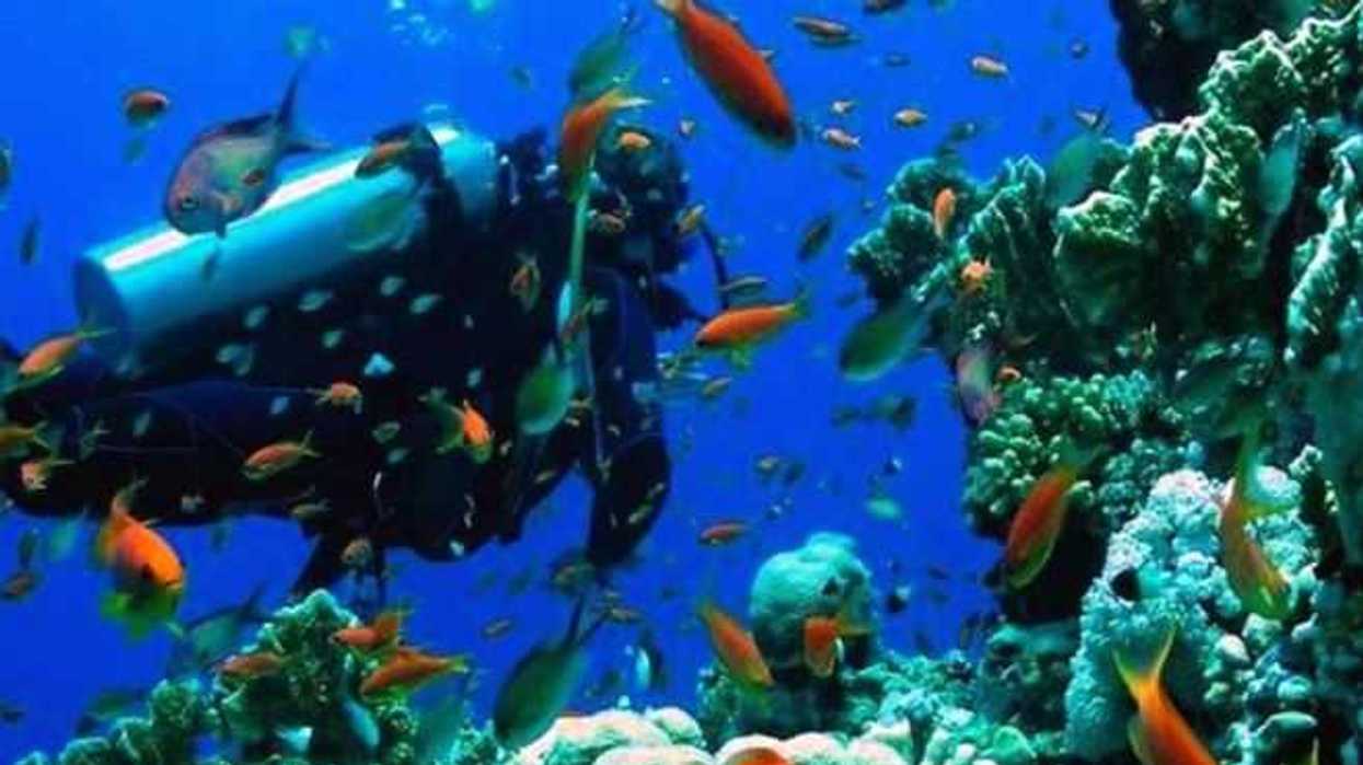 en-amenaza-los-invertebrados-y-arrecifes-en-el-golfo-de-mexico