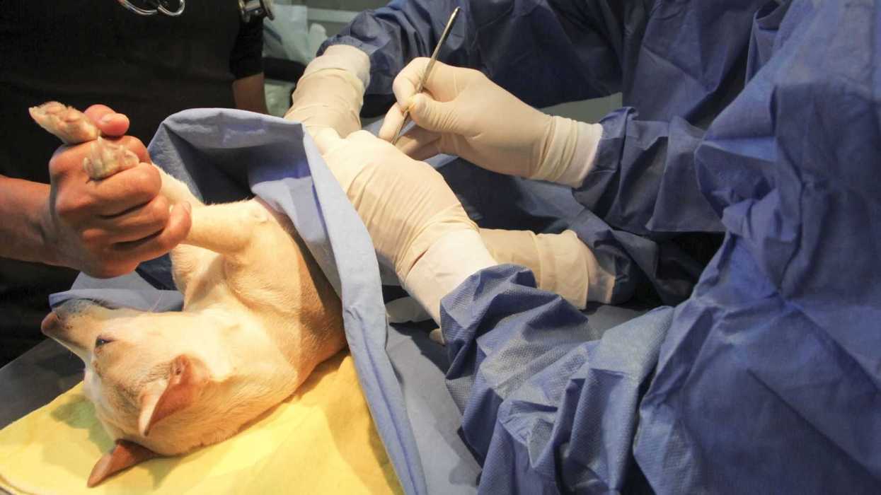 En el proceso se realizan 10 evaluaciones clínicas y la resección quirúrgica de los tumores.