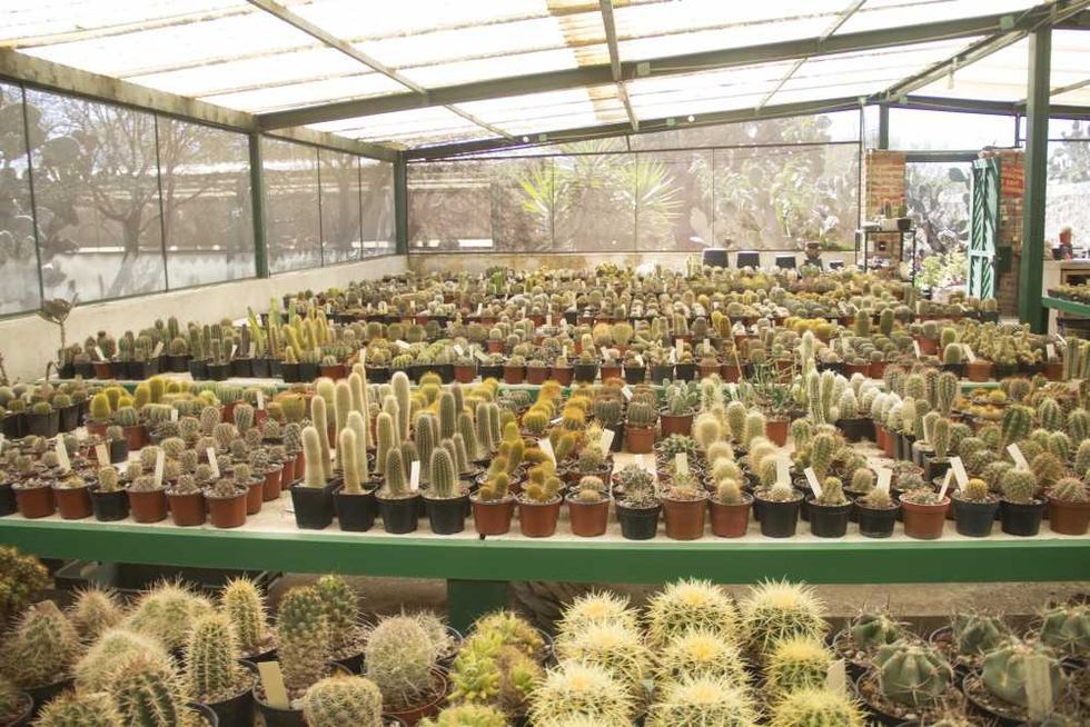 En el Vivero La Viznaga Vagabunda, encuentras una gran variedad de cactáceas que no solo son hermosas, sino te trasmiten una energía diferente.