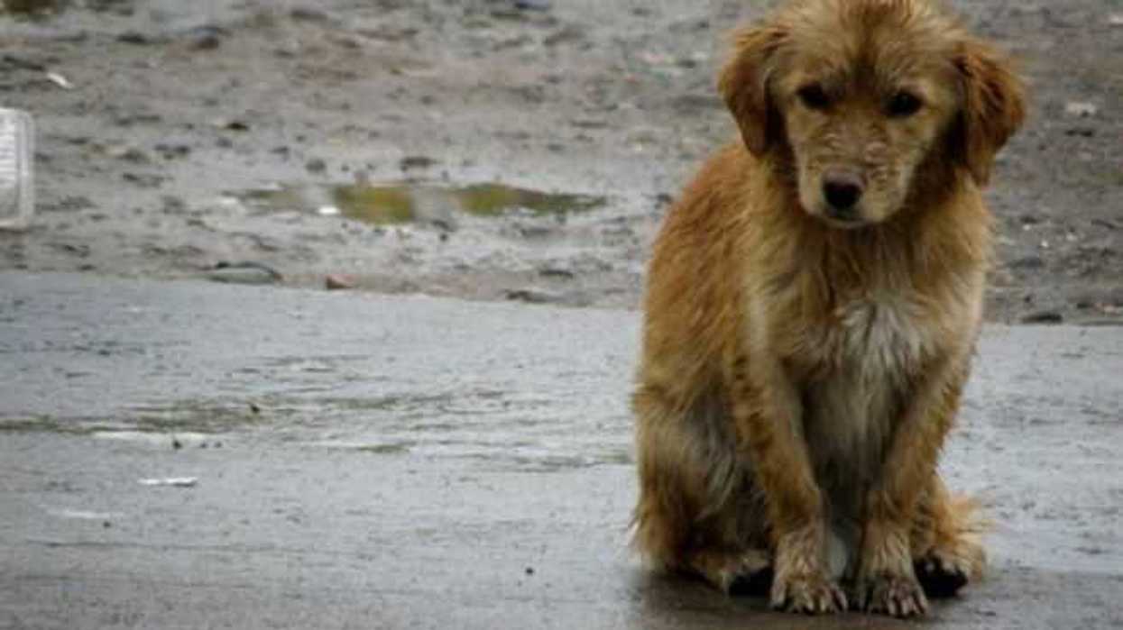 en-marcha-iniciativa-para-donar-alimentos-a-perros-callejeros-en-mexico
