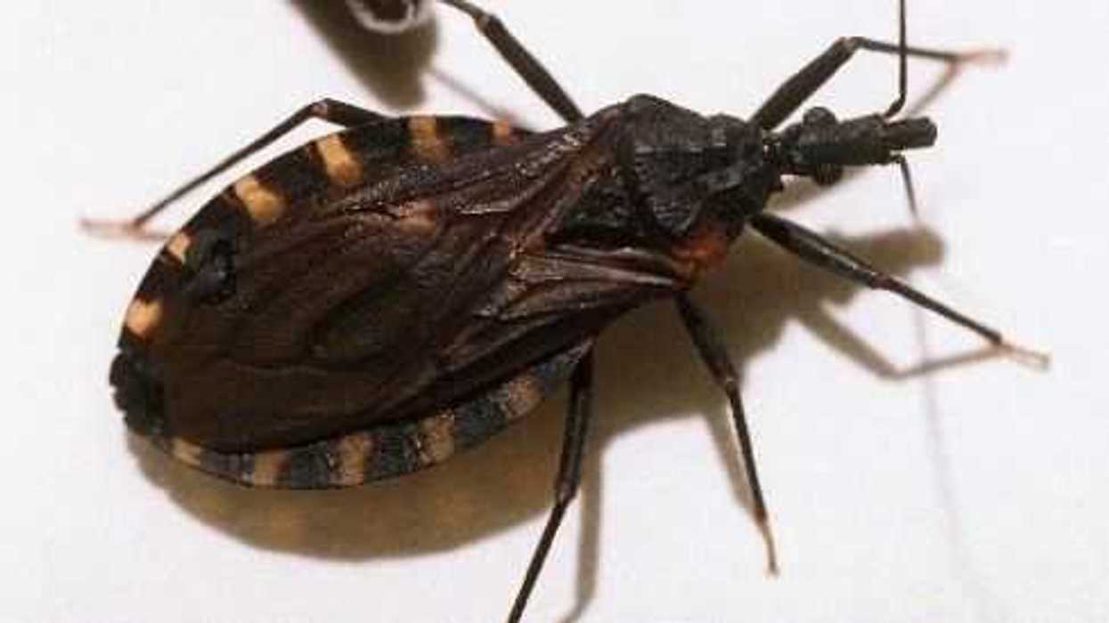 enfermedad del "chagas".