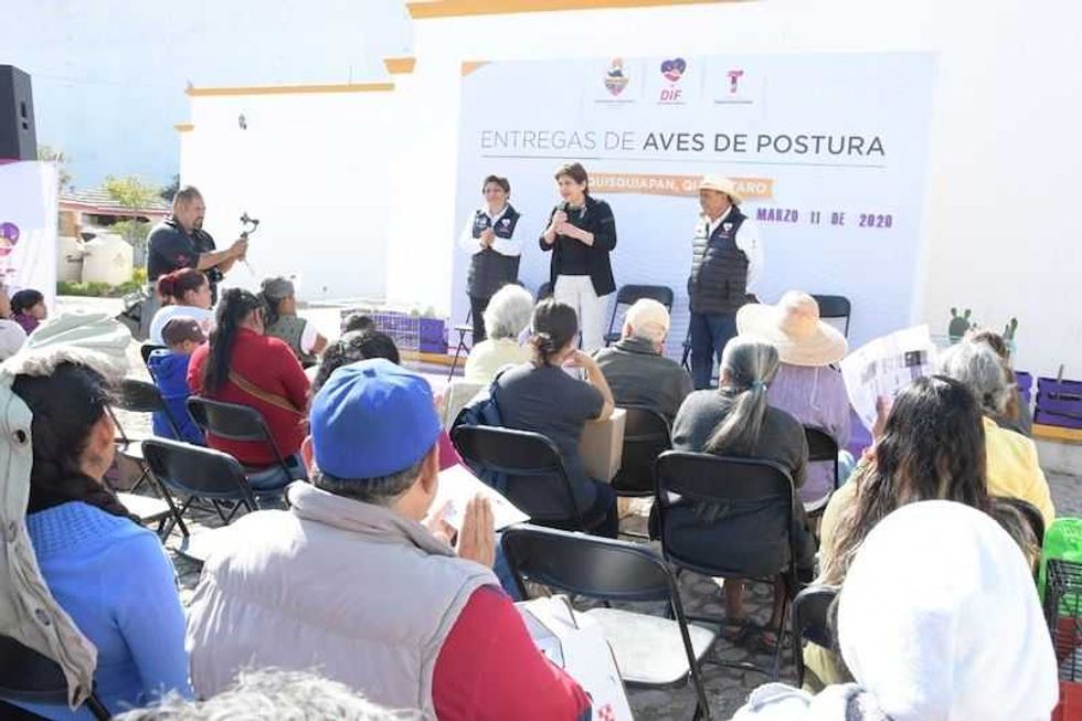 entregas aves de postura tequisquiapan