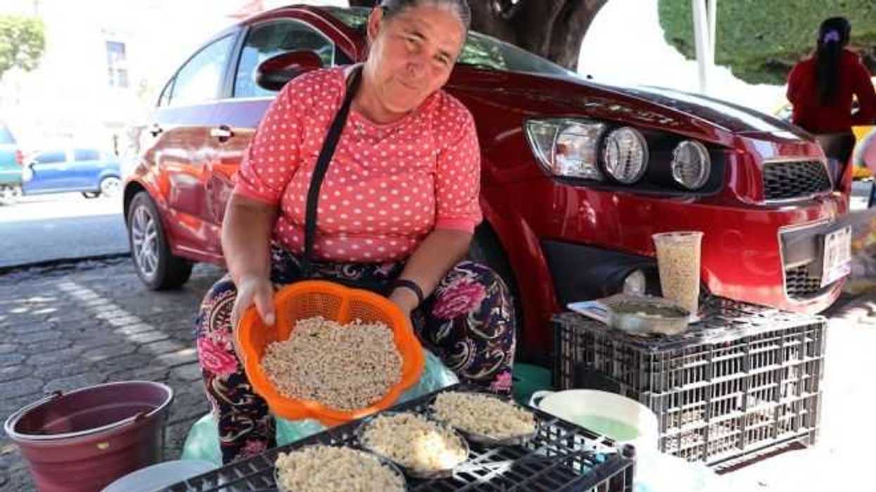 escamoles-san-juan-del-rio