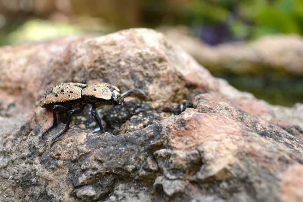 escarabajo maya artesania ligada a una leyenda de amor 1
