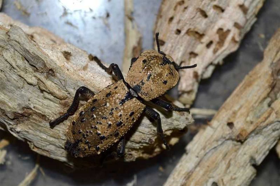 escarabajo maya artesania ligada a una leyenda de amor