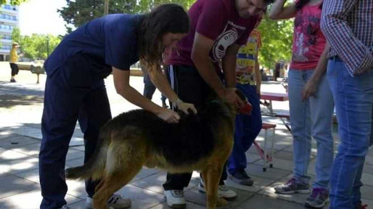 especialista-sugiere-vacunar-a-mascotas-contra-la-rabia